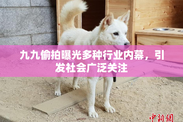 九九偷拍曝光多种行业内幕，引发社会广泛关注
