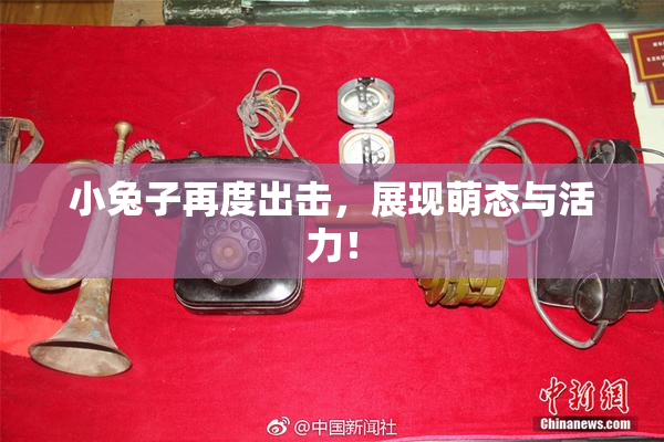 小兔子再度出击，展现萌态与活力！