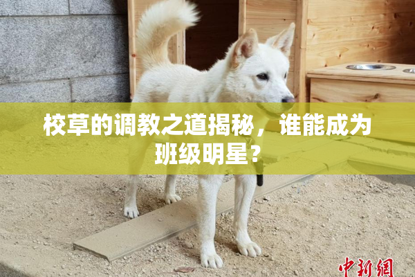校草的调教之道揭秘，谁能成为班级明星？