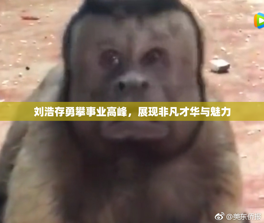 刘浩存勇攀事业高峰，展现非凡才华与魅力