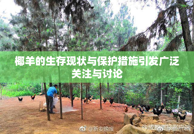 椰羊的生存现状与保护措施引发广泛关注与讨论