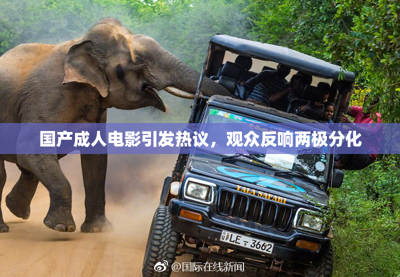 国产成人电影引发热议，观众反响两极分化
