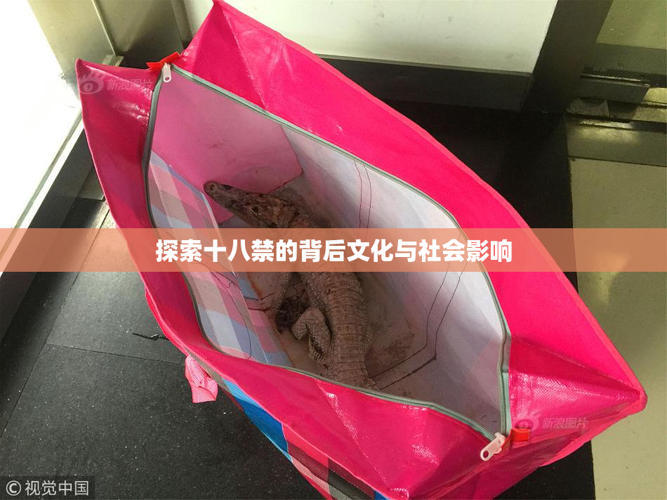 探索十八禁的背后文化与社会影响