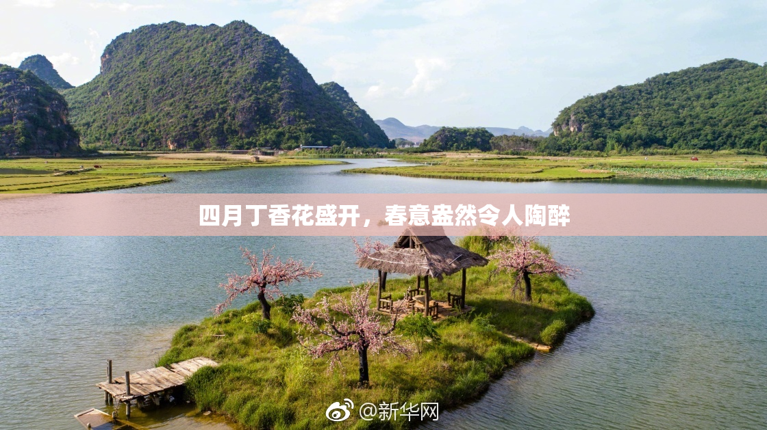 四月丁香花盛开，春意盎然令人陶醉