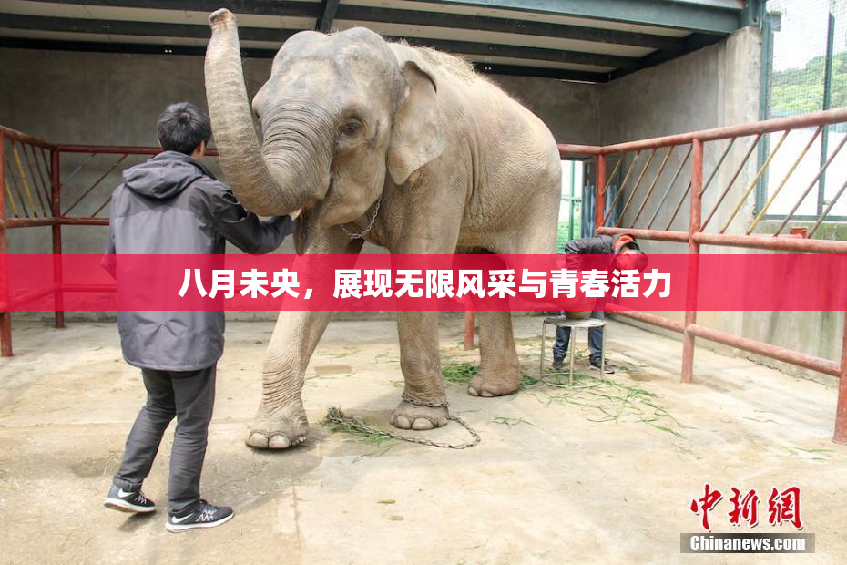 八月未央，展现无限风采与青春活力