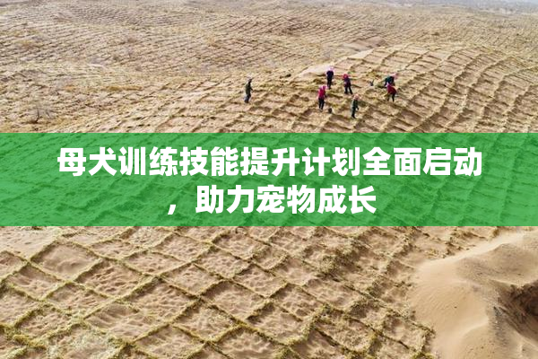母犬训练技能提升计划全面启动，助力宠物成长