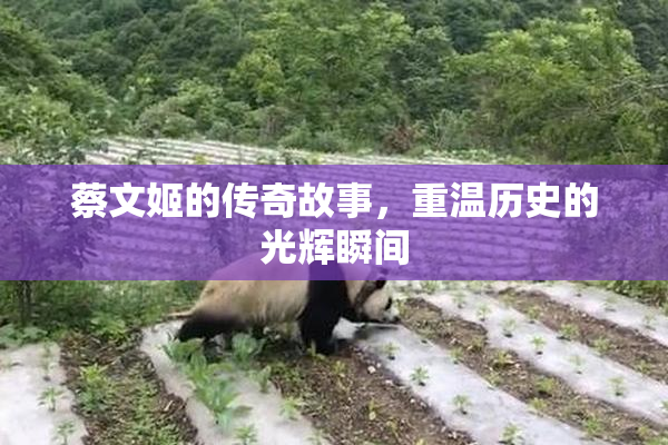 蔡文姬的传奇故事，重温历史的光辉瞬间