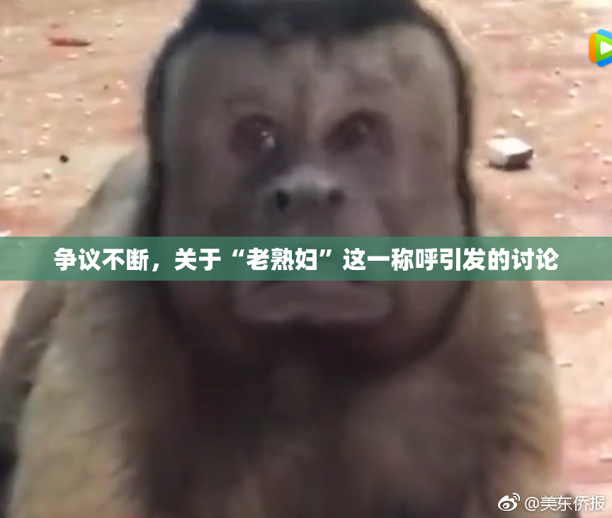 争议不断，关于“老熟妇”这一称呼引发的讨论