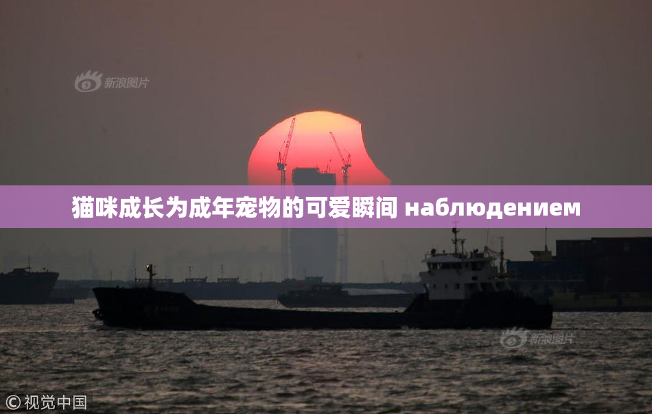 猫咪成长为成年宠物的可爱瞬间 наблюдением