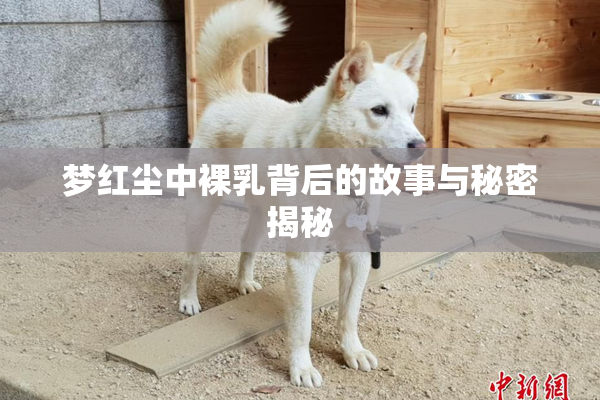 梦红尘中裸乳背后的故事与秘密揭秘