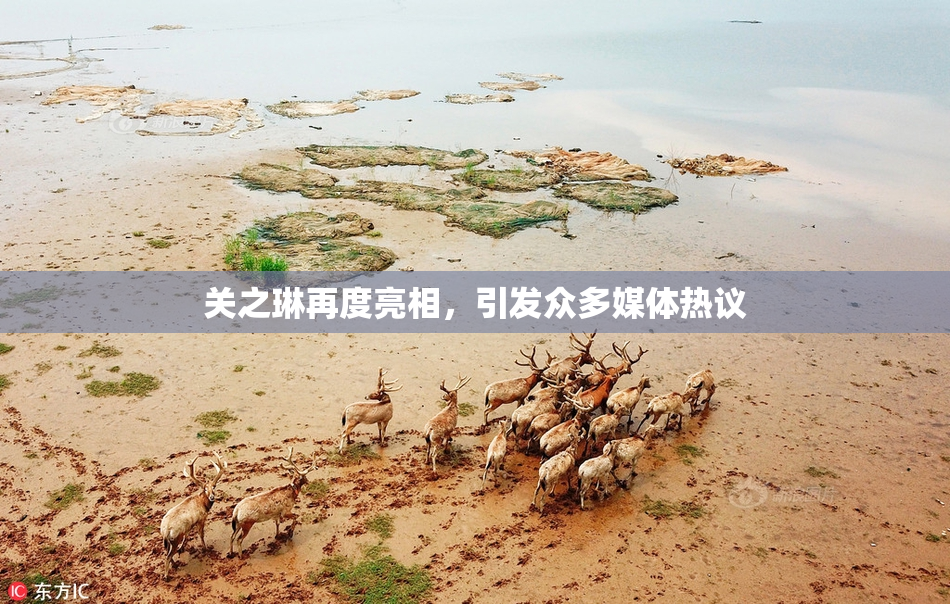 关之琳再度亮相，引发众多媒体热议