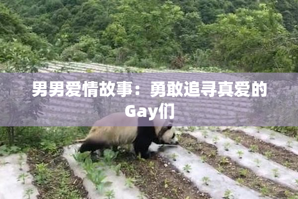 男男爱情故事：勇敢追寻真爱的Gay们