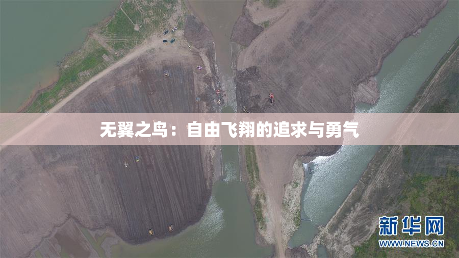 无翼之鸟：自由飞翔的追求与勇气