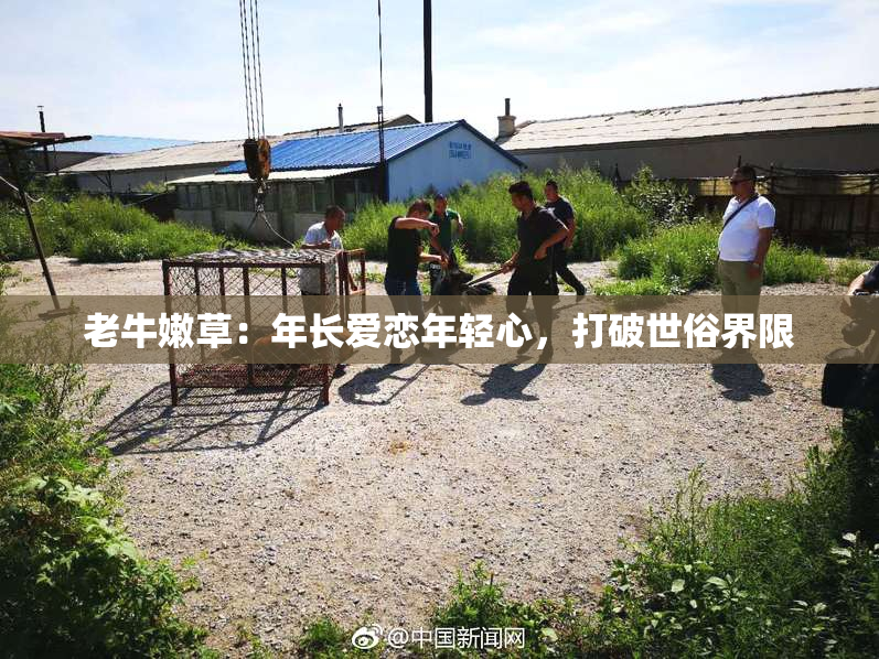 老牛嫩草：年长爱恋年轻心，打破世俗界限