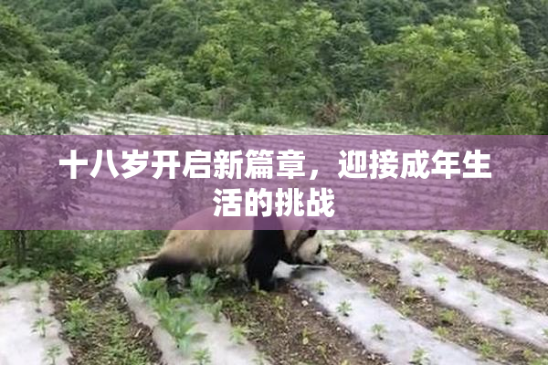 十八岁开启新篇章，迎接成年生活的挑战