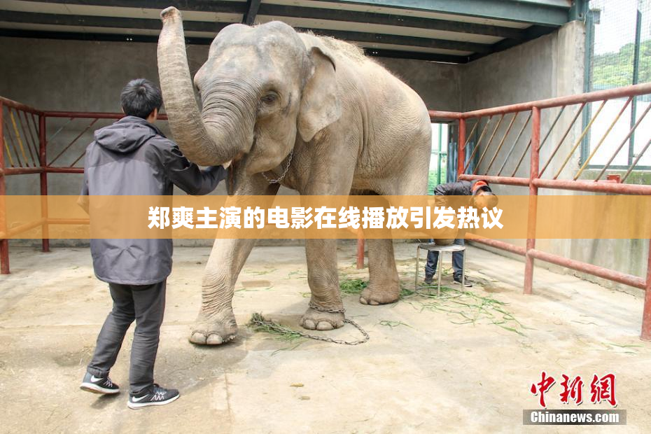 郑爽主演的电影在线播放引发热议