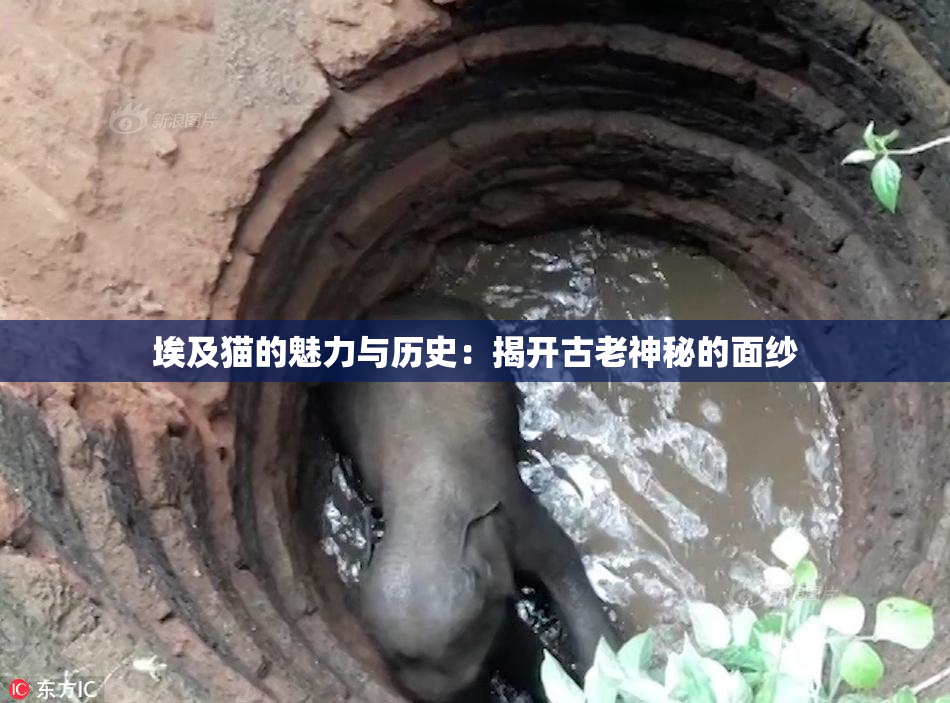 埃及猫的魅力与历史：揭开古老神秘的面纱