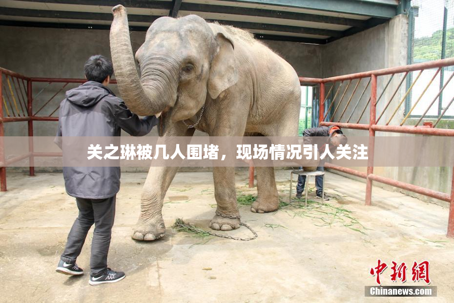 关之琳被几人围堵，现场情况引人关注