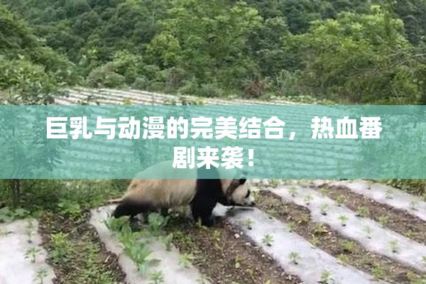 巨乳与动漫的完美结合，热血番剧来袭！