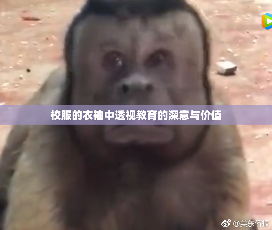 校服的衣袖中透视教育的深意与价值