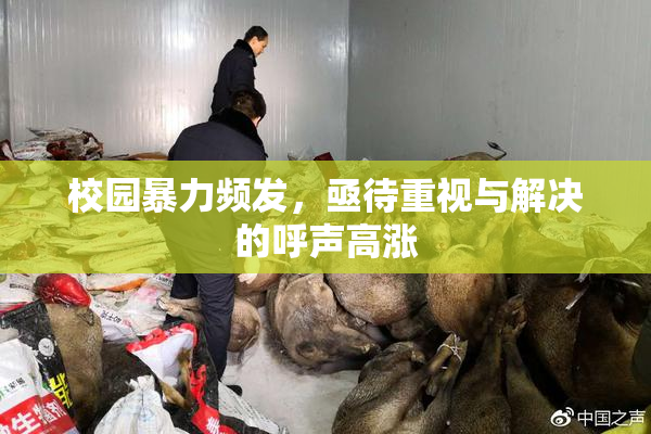 校园暴力频发，亟待重视与解决的呼声高涨