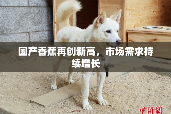 国产香蕉再创新高，市场需求持续增长
