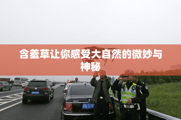 含羞草让你感受大自然的微妙与神秘