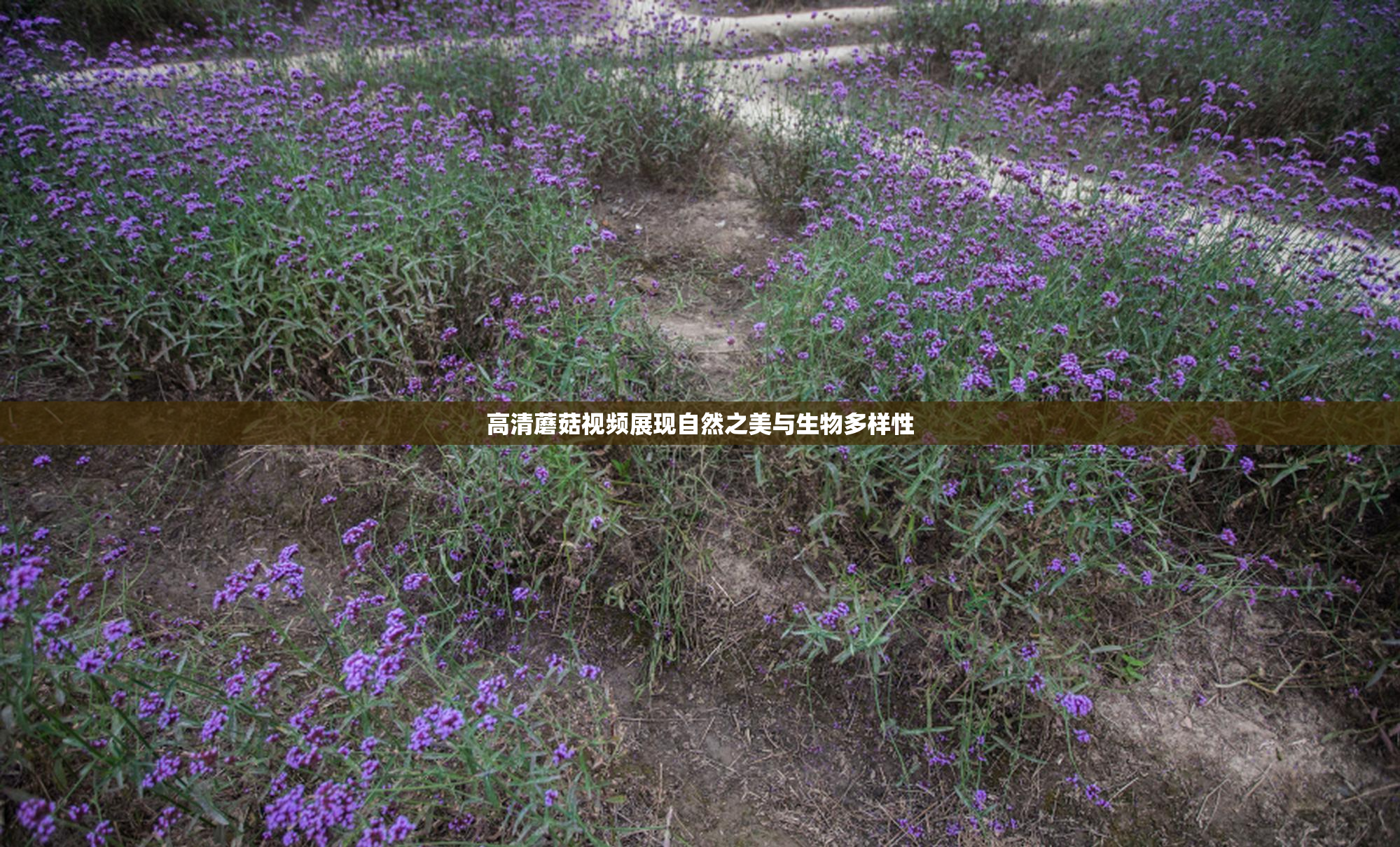 高清蘑菇视频展现自然之美与生物多样性