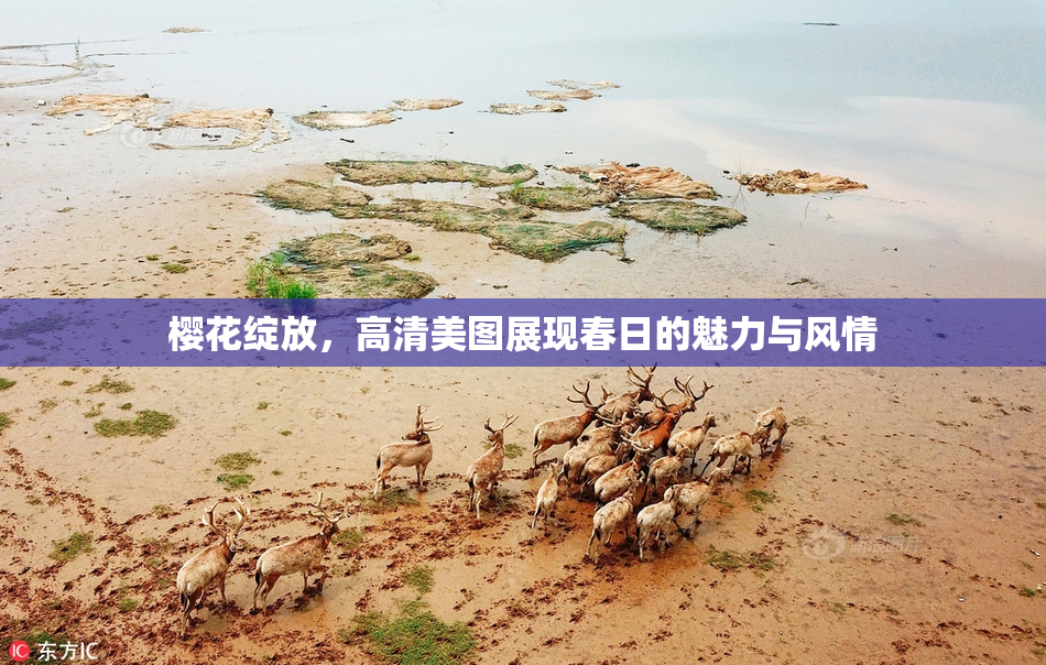 樱花绽放，高清美图展现春日的魅力与风情