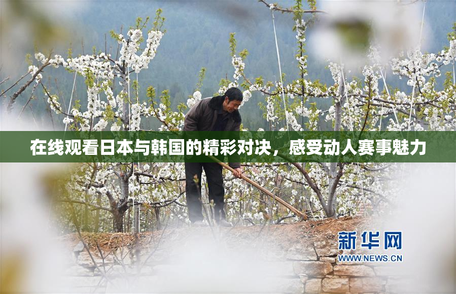在线观看日本与韩国的精彩对决，感受动人赛事魅力