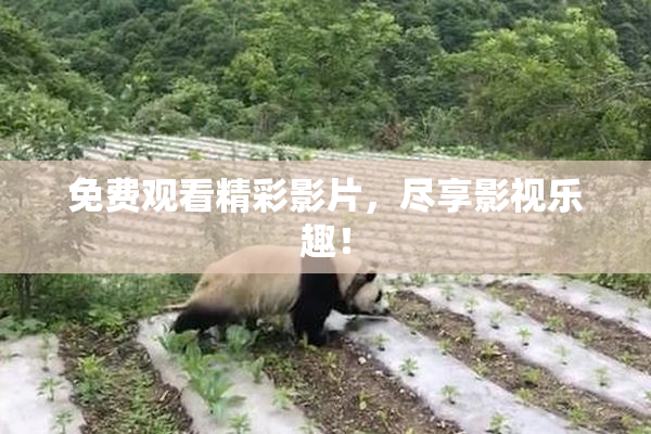 免费观看精彩影片，尽享影视乐趣！