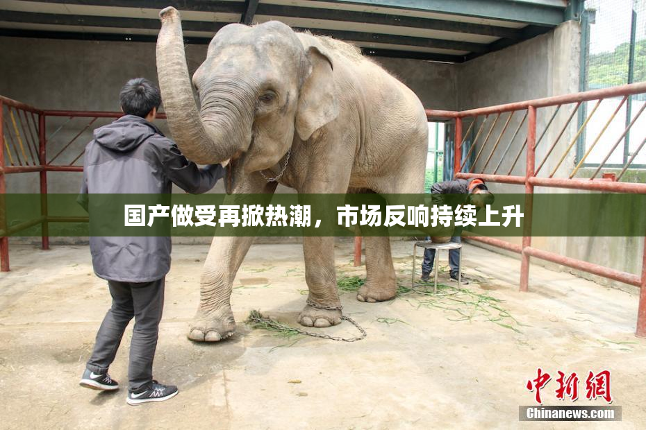 国产做受再掀热潮，市场反响持续上升