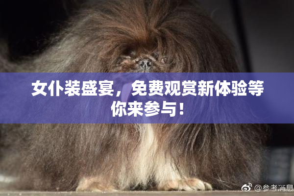 女仆装盛宴，免费观赏新体验等你来参与！