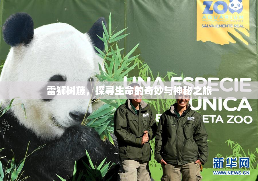 雷狮树藤，探寻生命的奇妙与神秘之旅