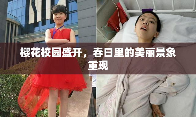 樱花校园盛开，春日里的美丽景象重现