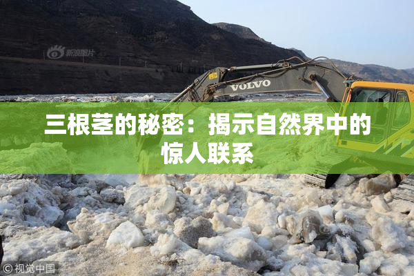 三根茎的秘密：揭示自然界中的惊人联系
