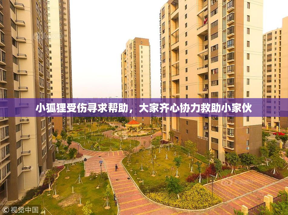 小狐狸受伤寻求帮助，大家齐心协力救助小家伙