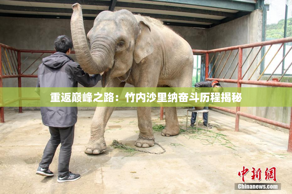 重返巅峰之路：竹内沙里纳奋斗历程揭秘