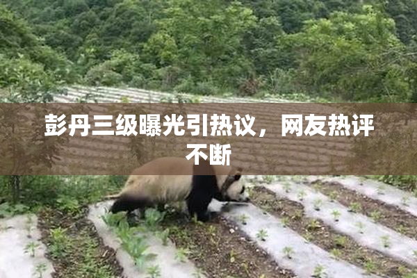 彭丹三级曝光引热议，网友热评不断