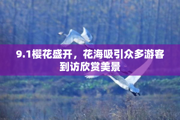 9.1樱花盛开，花海吸引众多游客到访欣赏美景