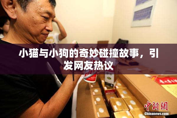 小猫与小狗的奇妙碰撞故事，引发网友热议