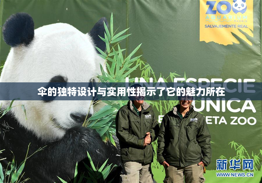 伞的独特设计与实用性揭示了它的魅力所在