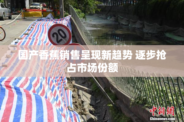 国产香蕉销售呈现新趋势 逐步抢占市场份额