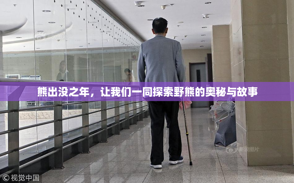 熊出没之年，让我们一同探索野熊的奥秘与故事
