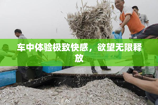 车中体验极致快感，欲望无限释放