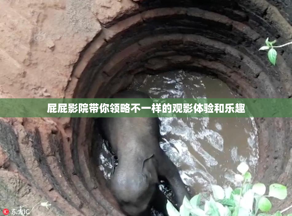 屁屁影院带你领略不一样的观影体验和乐趣