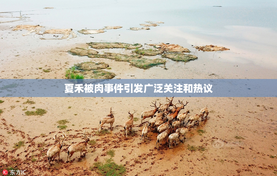 夏禾被肉事件引发广泛关注和热议