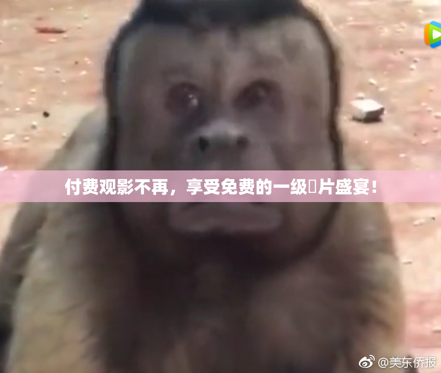 付费观影不再，享受免费的一级婬片盛宴！
