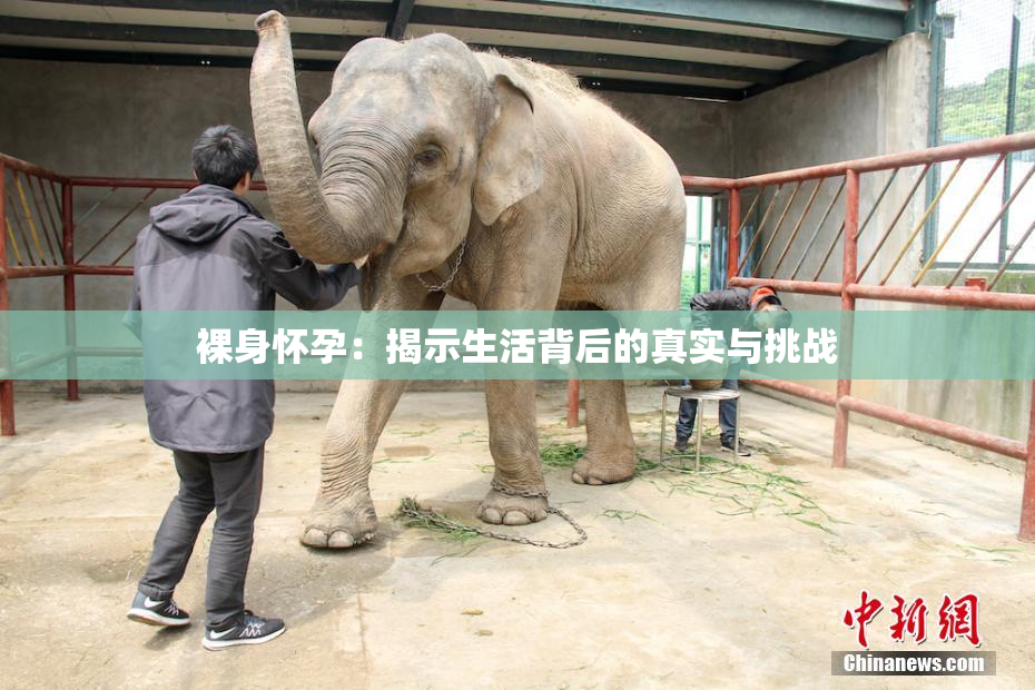 裸身怀孕：揭示生活背后的真实与挑战