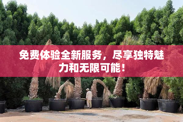 免费体验全新服务，尽享独特魅力和无限可能！